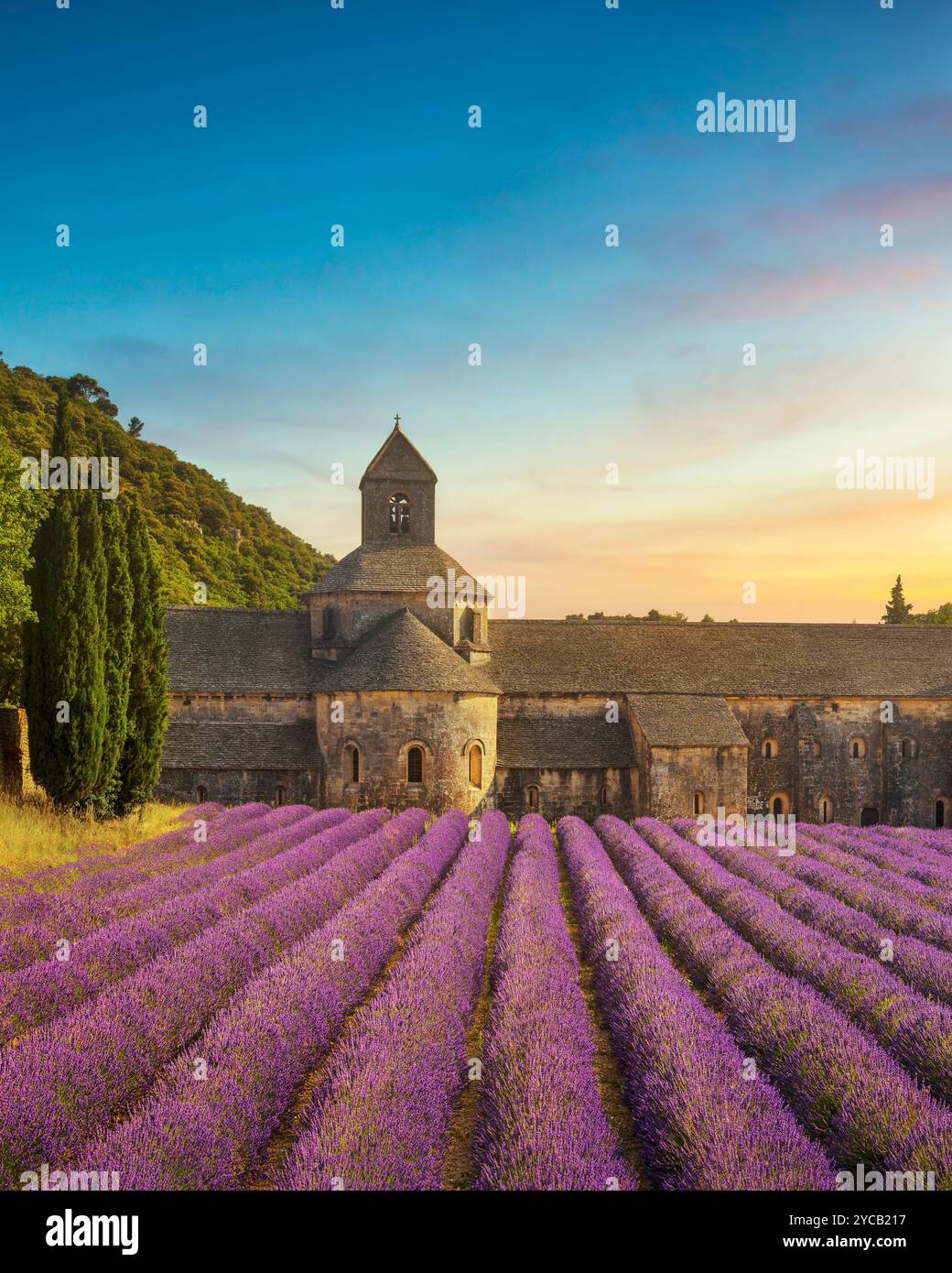 L'Abbazia di Senanque e le file di fiori di lavanda in fiore, vista panoramica al tramonto. Gordes, dipartimento di Vaucluse, Provence-Alpes-Cote d'Azur reg Foto Stock