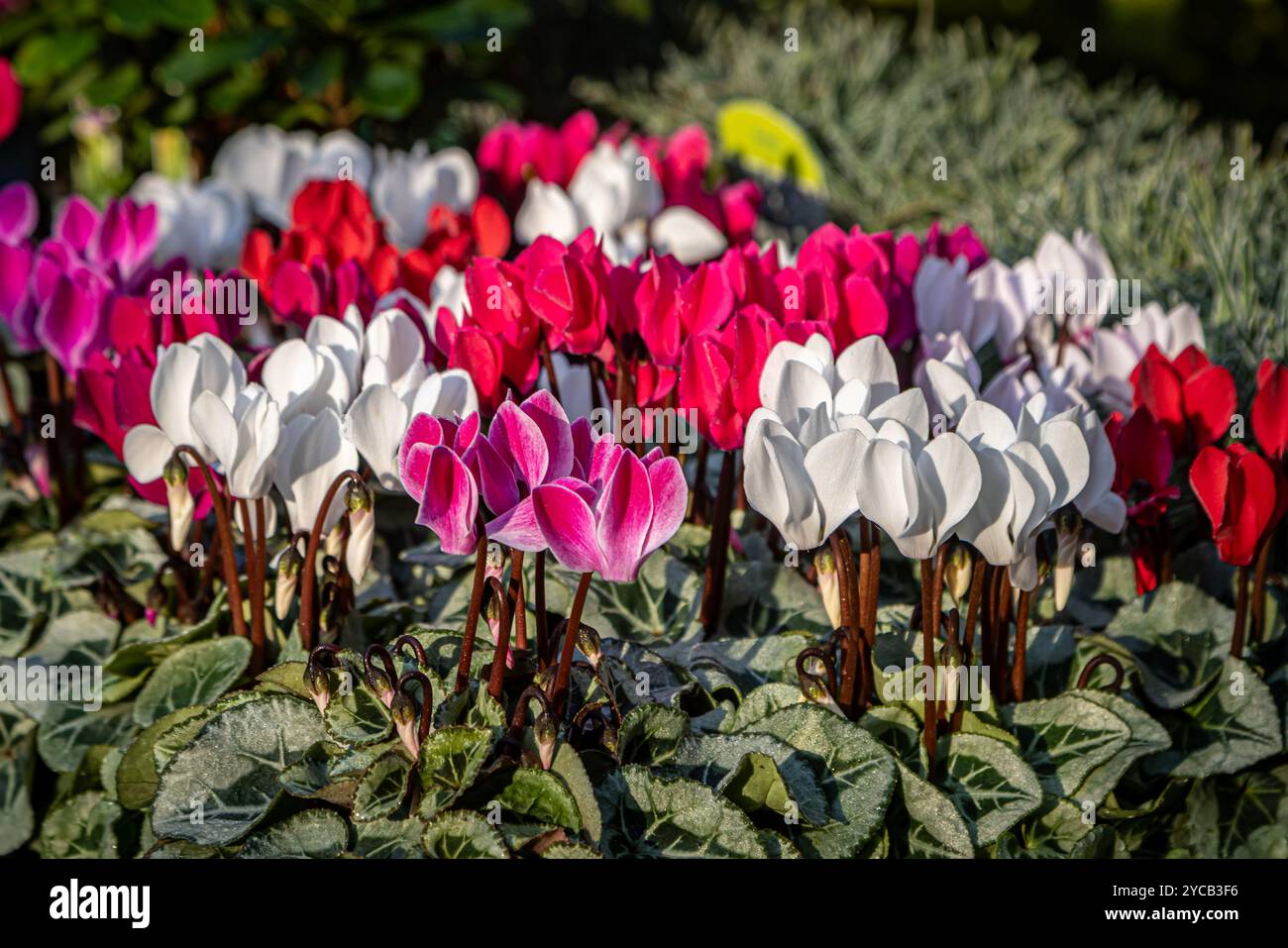 Graziosi fiori ciclamini che fioriscono durante il sole autunnale, con una profondità di campo bassa Foto Stock