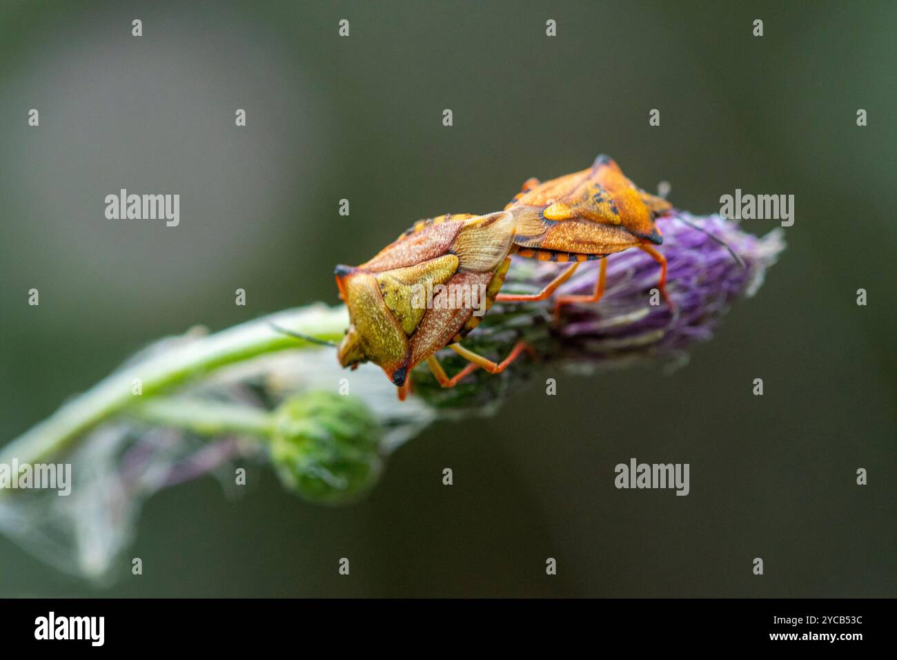 Due insetti mediterranei dello scudo, Carpocoris mediterraneus, accoppiati su un fusto di fiori di lavanda con sfondo sfocato Foto Stock
