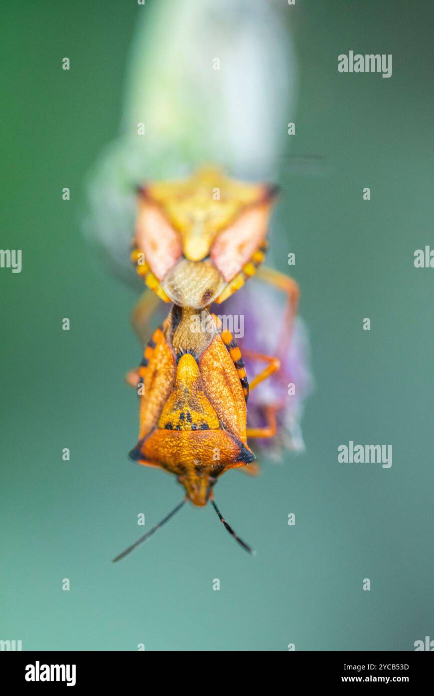 Una vivace ripresa ravvicinata di insetti dello scudo mediterraneo, Carpocoris mediterraneus, attaccata capovolta su un ramoscello verde, che mostra la sua texture dettagliata Foto Stock