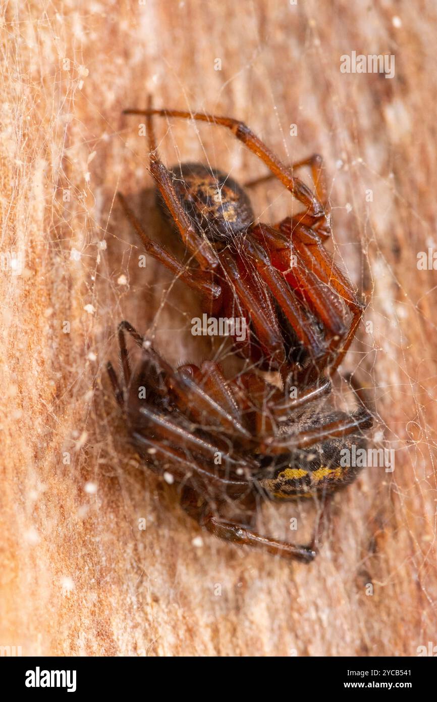 Foto macro che mostra due ragni che saltano catturati in una delicata bobina, sottolineando i dettagli intricati e i colori naturali Foto Stock