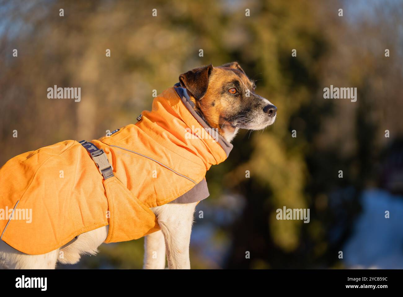 Jack Russell Terrier in abiti invernali in piedi nella neve. Jack Russell Terrier in cappotto per cani nella fredda giornata invernale. Foto Stock
