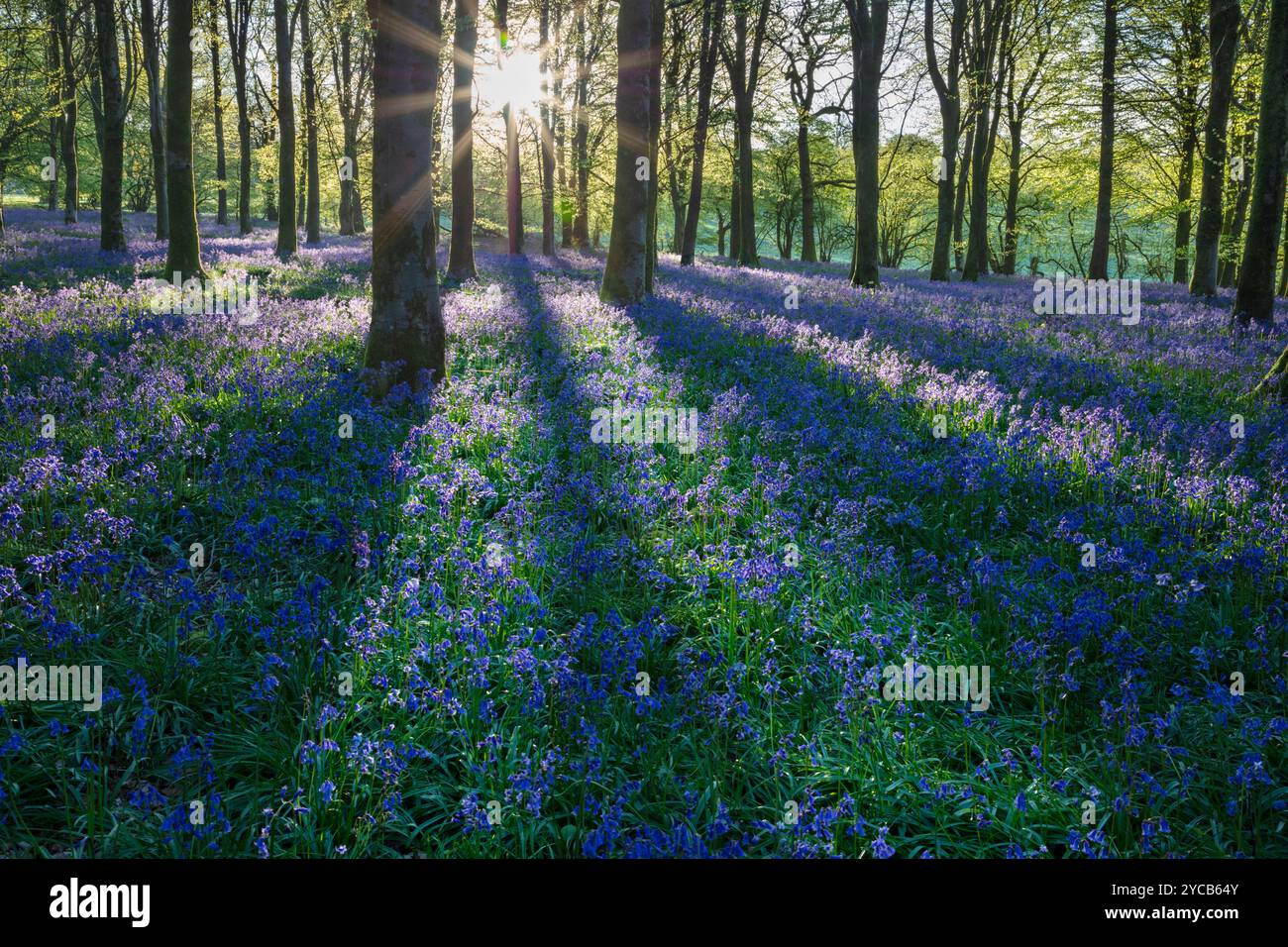 La luce del sole scorre nel bosco di bluebell con faggi, Hampshire, Inghilterra, Regno Unito, Europa Foto Stock