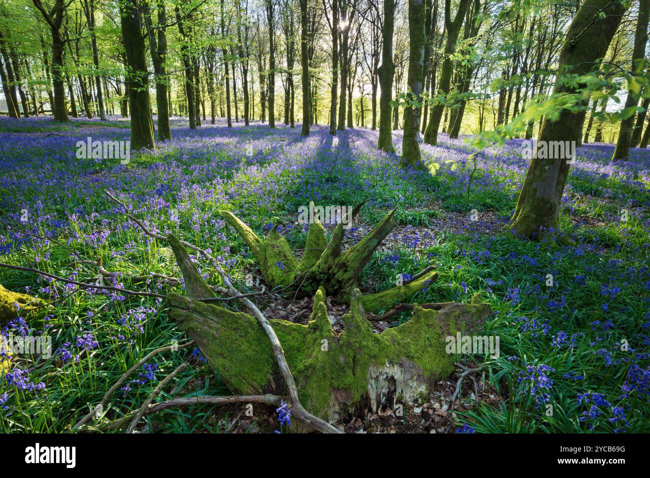 La luce del sole scorre nel bosco di bluebell con faggi, Hampshire, Inghilterra, Regno Unito, Europa Foto Stock