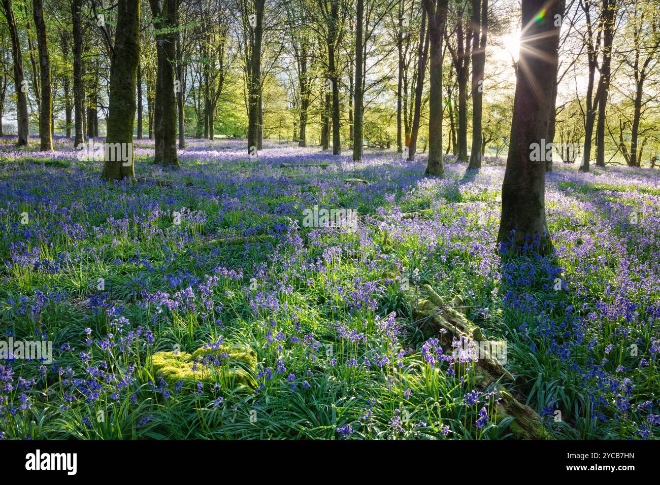 La luce del sole scorre nel bosco di bluebell con faggi, Hampshire, Inghilterra, Regno Unito, Europa Foto Stock