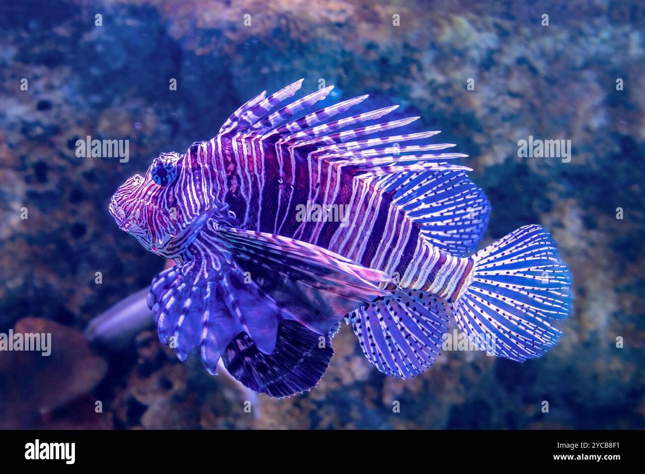 Pesci leone (Pterois volitans), acquario, Odysseo Oceanarium Mauritius, acquario da esposizione, grande acquario, città vecchia, Port Louis, Oceano Indiano, isola, Maurit Foto Stock