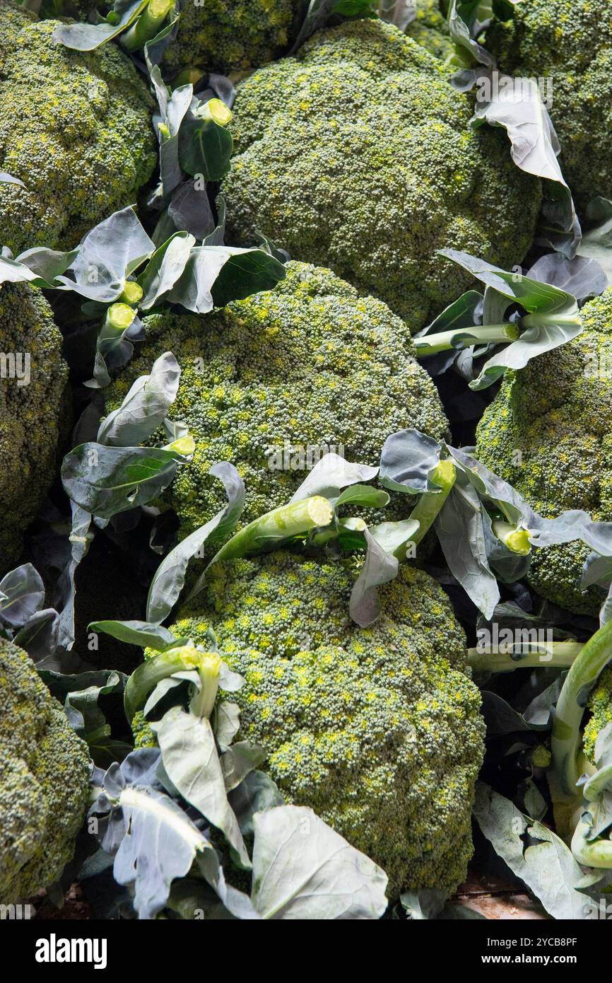 Mercato ortofrutticolo, market hall, broccoli o broccoli (Brassica oleracea), centro storico, Port Louis, Oceano Indiano, isola, Mauritius, Africa, Obst Foto Stock