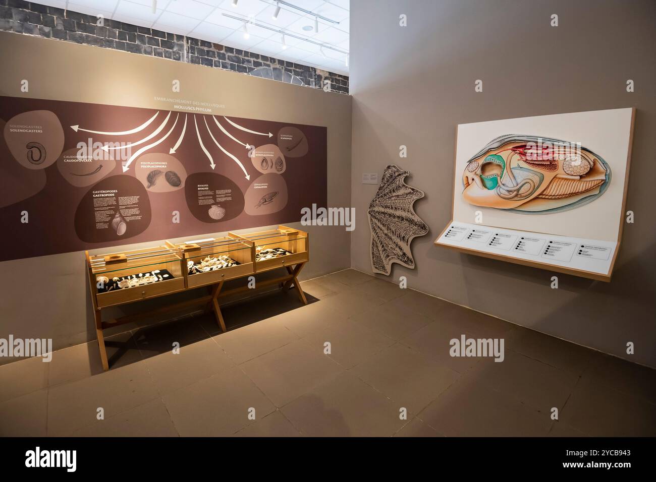 "Museo, mostra "World of Seashells", bel Ombre, Oceano Indiano, isola, Mauritius, Africa", Museo, Ausstellung "World of Seashells", indischer Foto Stock