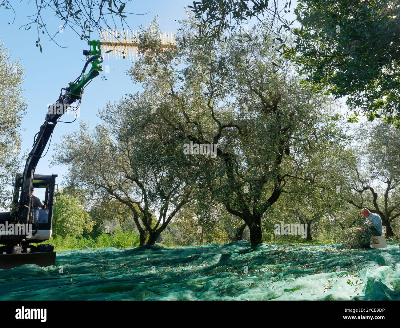 La raccolta delle olive mediante trattore con dispositivo collegato come un anziano raccoglie le olive da un ramo potato. Montefiascone, Italia. 21 ottobre 2024 Foto Stock