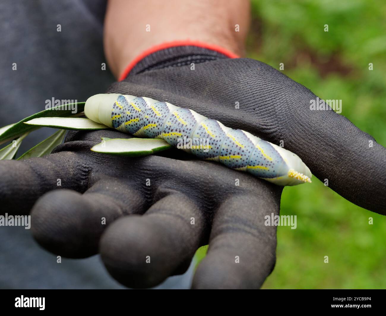 Hawk Moth Caterpillar tenuto in mano da qualcuno che indossa guanti. Montefiascone, Italia. 21 ottobre 2024. Foto Stock