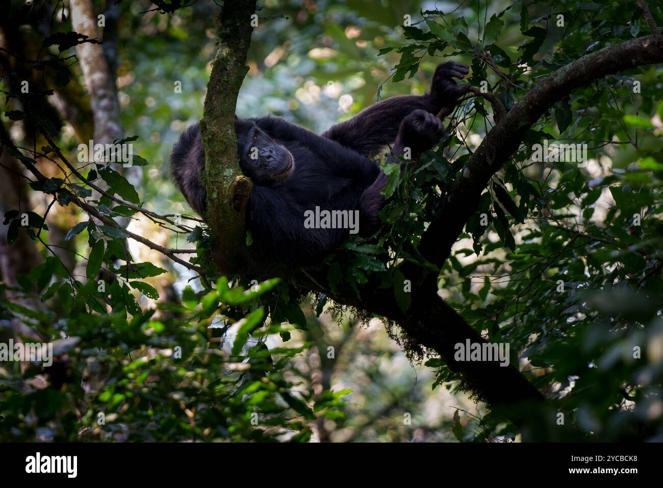 Scimpanzé tra gli alberi della foresta pluviale Foto Stock