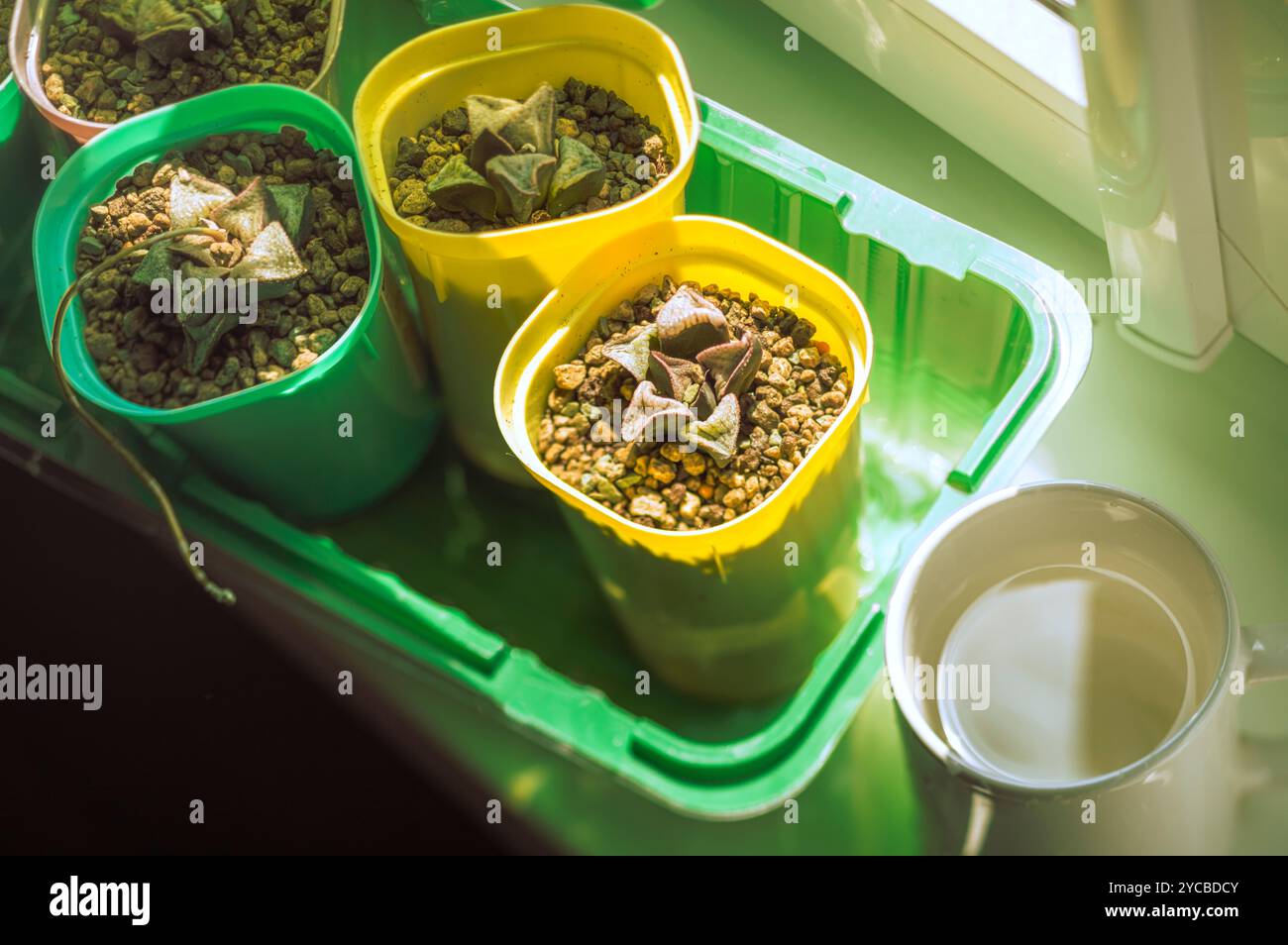 una raccolta di succulente in piccole pentole e acqua in tazza sul davanzale Foto Stock