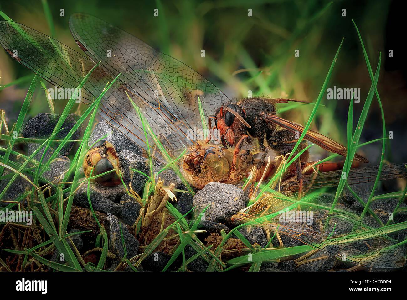 wasp che uccide una libellula Foto Stock