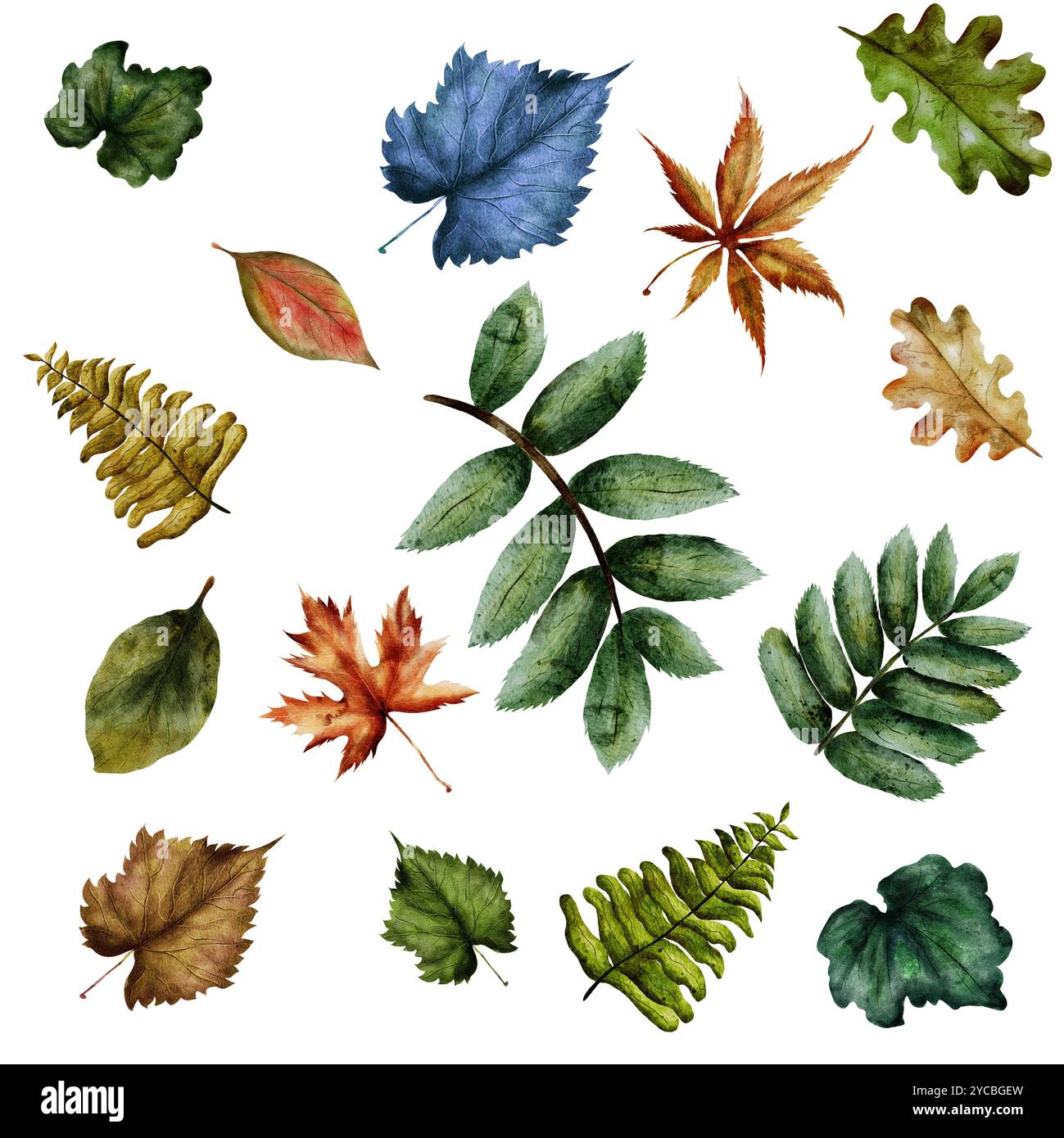 Foglie di acero, quercia, felce, betulla, tiglio, aspen. Set di acquerelli di foglie autunnali. Botanica. Disegnato a mano. Eleganti rametti per biglietti d'auguri e molto altro Foto Stock