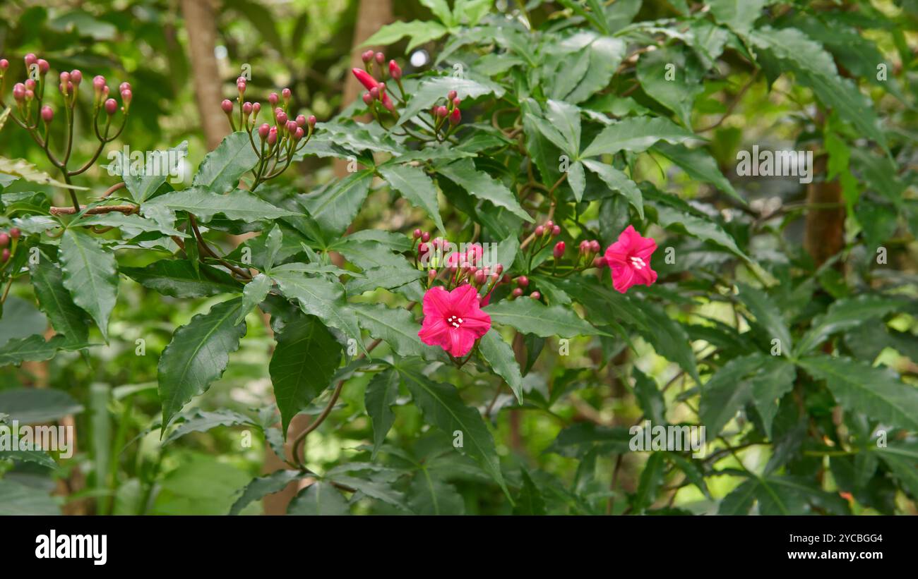 cardinale creeper o lady doorly's morning glory pianta con fiori rossi accesi, viti ornamentali tropicali per arrampicata in morbida concentrazione nel giardino ba Foto Stock