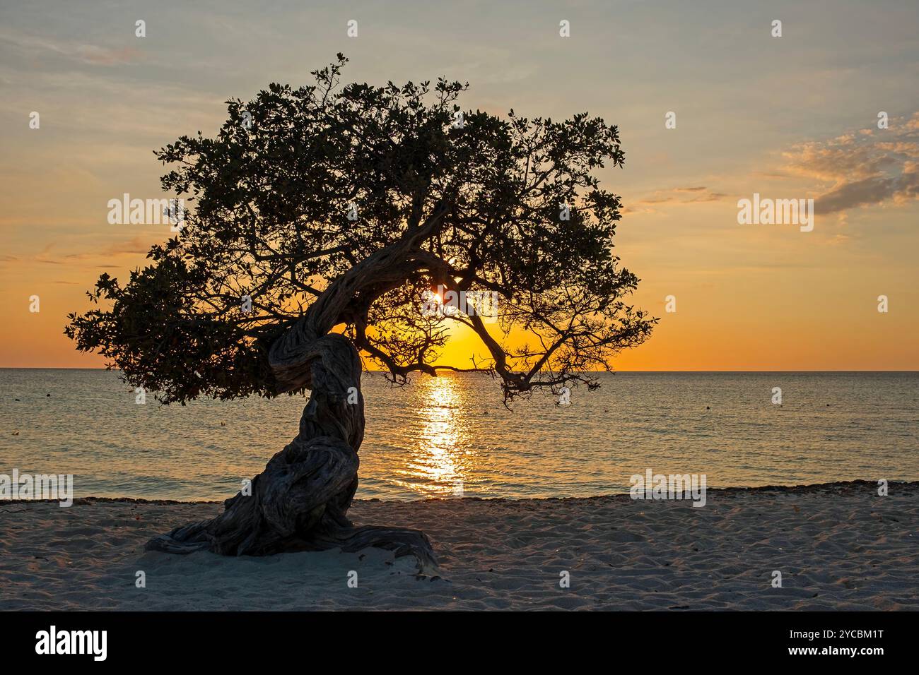 Divi Divi albero a Eagle Beach al tramonto. Il famoso albero Divi Divi è la bussola naturale di Aruba, che punta sempre in direzione sud-ovest a causa del Foto Stock