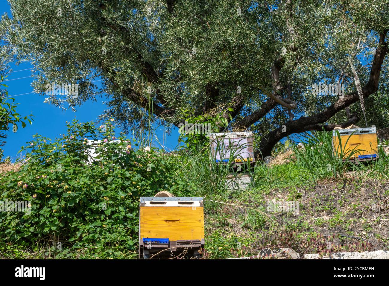 Alveari per la produzione di miele di api in una zona boschiva in un campo su una collina greca. Foto Stock