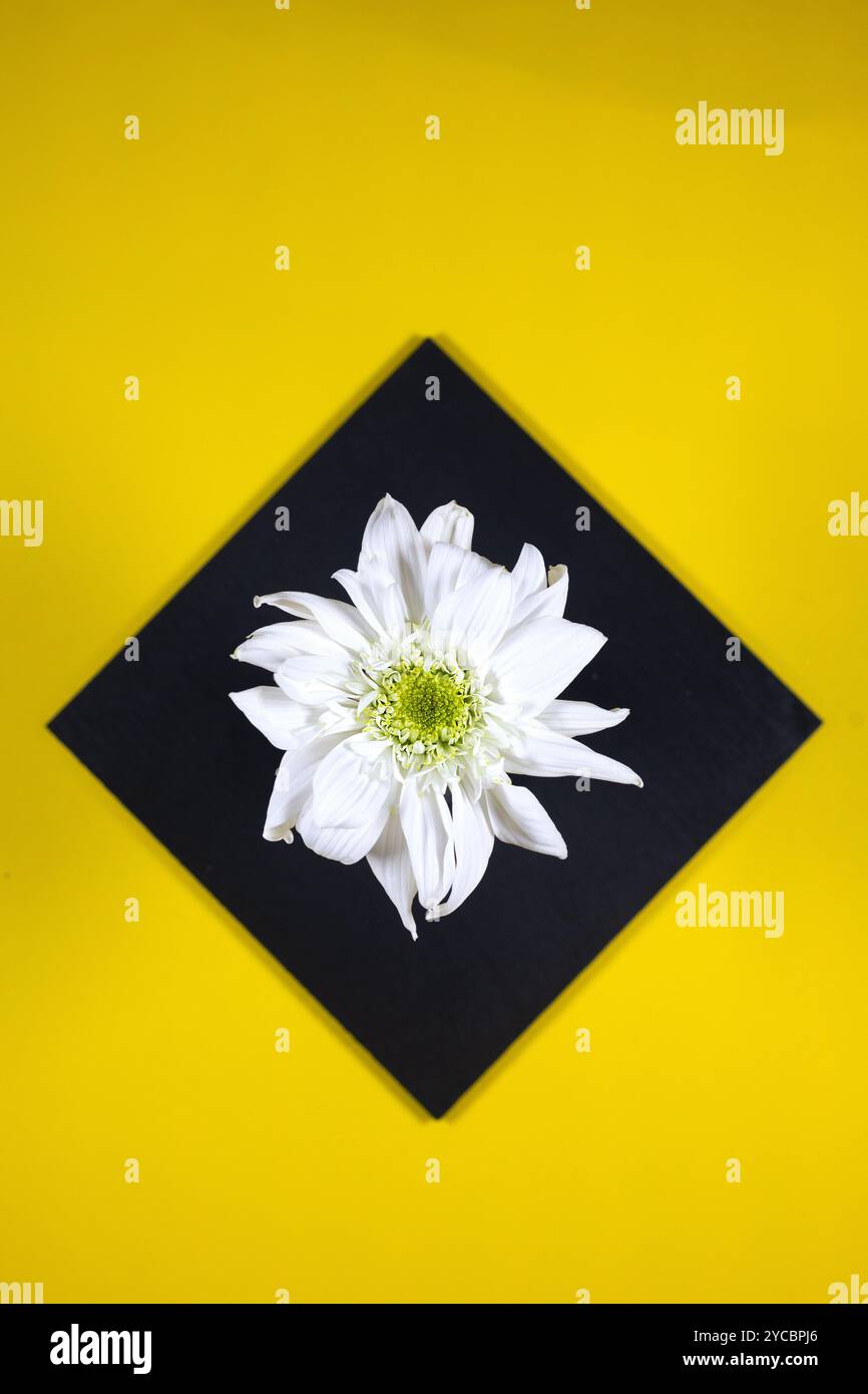 Un fiore bianco su uno sfondo geometrico colorato. Foto Stock