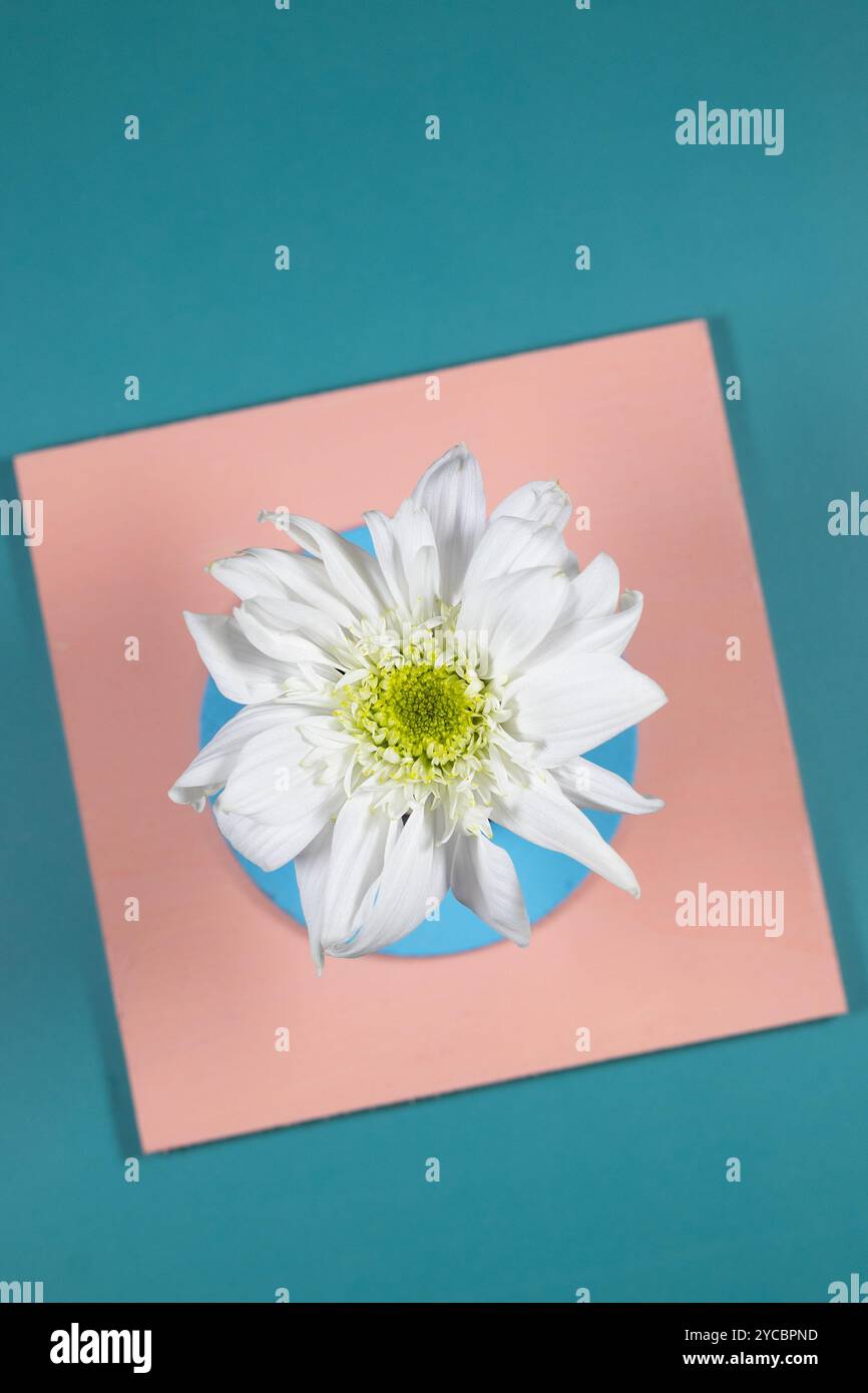Un fiore bianco su uno sfondo geometrico colorato. Foto Stock