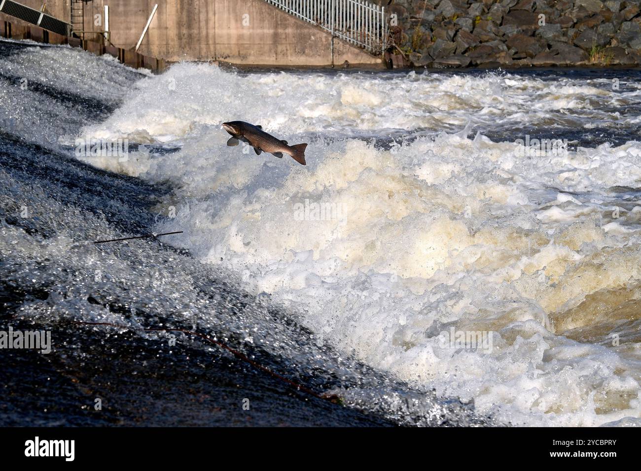 Selkirk, Regno Unito. 22 ottobre 2024. Salmone sul fiume Ettrick, durante la corsa annuale del salmone a Murrays Cauld nella Philiphaugh Estate, Selkirk. Centro di osservazione dei salmoni Philiphaugh. Ettrick Water, Selkirk, Scottish Borders. Le immagini mostrano la corsa annuale del salmone selvatico al Murray Cauld sull'Ettrick Water che attraversa Selkirk, Scottish Borders. La corsa del salmone è il momento in cui il salmone, che è migrato dall'oceano, nuota fino al tratto superiore dei fiumi, dove riproduce su aiuole di ghiaia. Crediti: Rob Gray/Alamy Live News Foto Stock