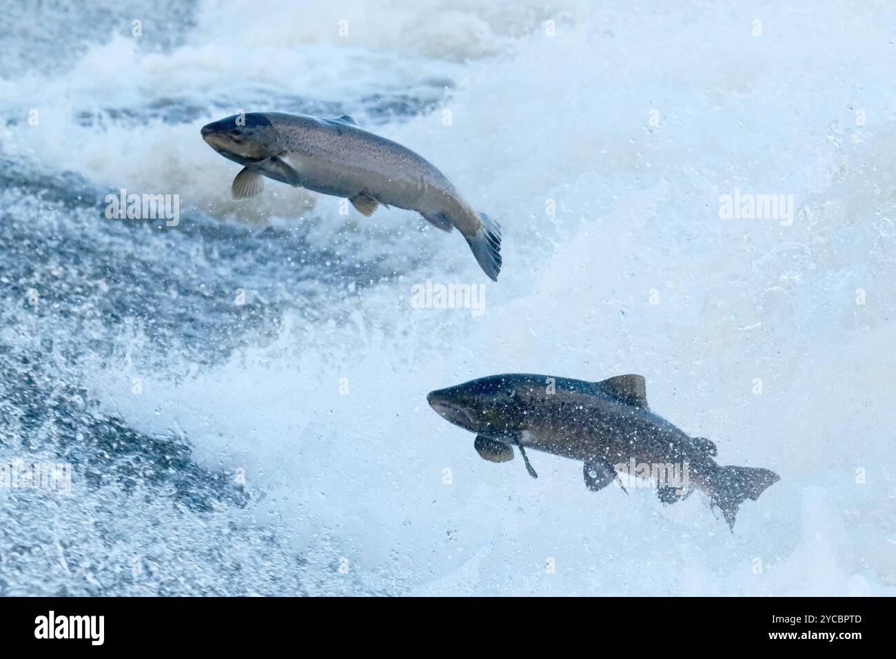 Selkirk, Regno Unito. 22 ottobre 2024. Salmone sul fiume Ettrick, durante la corsa annuale del salmone a Murrays Cauld nella Philiphaugh Estate, Selkirk. Centro di osservazione dei salmoni Philiphaugh. Ettrick Water, Selkirk, Scottish Borders. Le immagini mostrano la corsa annuale del salmone selvatico al Murray Cauld sull'Ettrick Water che attraversa Selkirk, Scottish Borders. La corsa del salmone è il momento in cui il salmone, che è migrato dall'oceano, nuota fino al tratto superiore dei fiumi, dove riproduce su aiuole di ghiaia. Crediti: Rob Gray/Alamy Live News Foto Stock