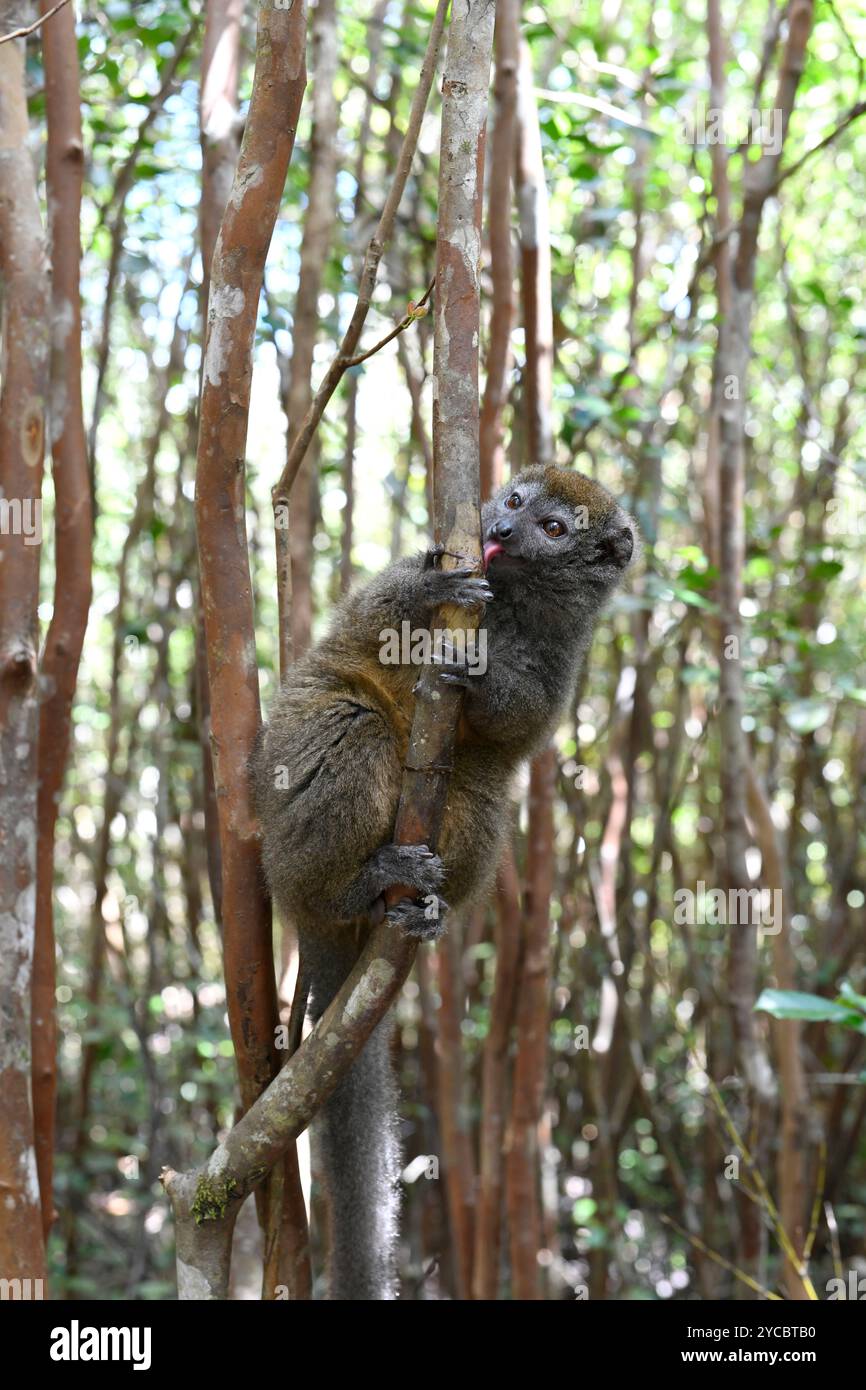 Il lembo di bambù minore orientale (Hapalemur griseus) è un lemure endemico del Madagascar orientale. Questa foto è stata scattata nel Parco Nazionale Andasibe-Mantadia, Ala Foto Stock
