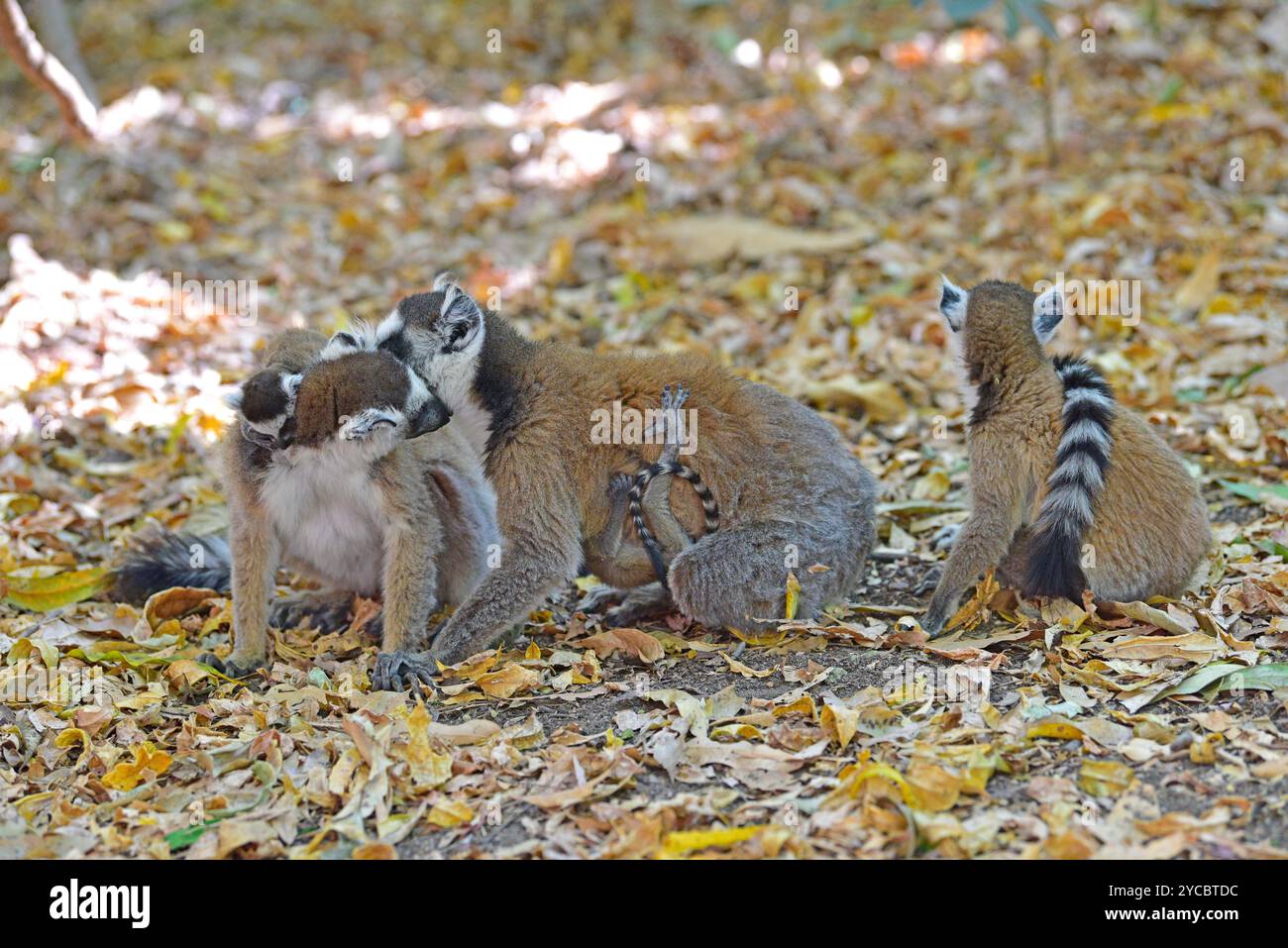 Il lemure dalla coda anulare (Lemur catta) è un lemure onnivoro endemico del Madagascar meridionale. Gruppo con adulti e ragazzi. Questa foto è stata scattata ad Anja Commun Foto Stock