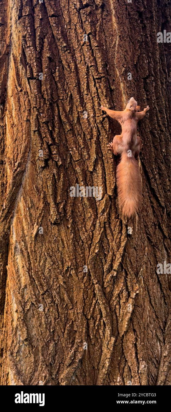 Uno scoiattolo rosso sale sulla bella corteccia di un albero di quercia. Foto Stock