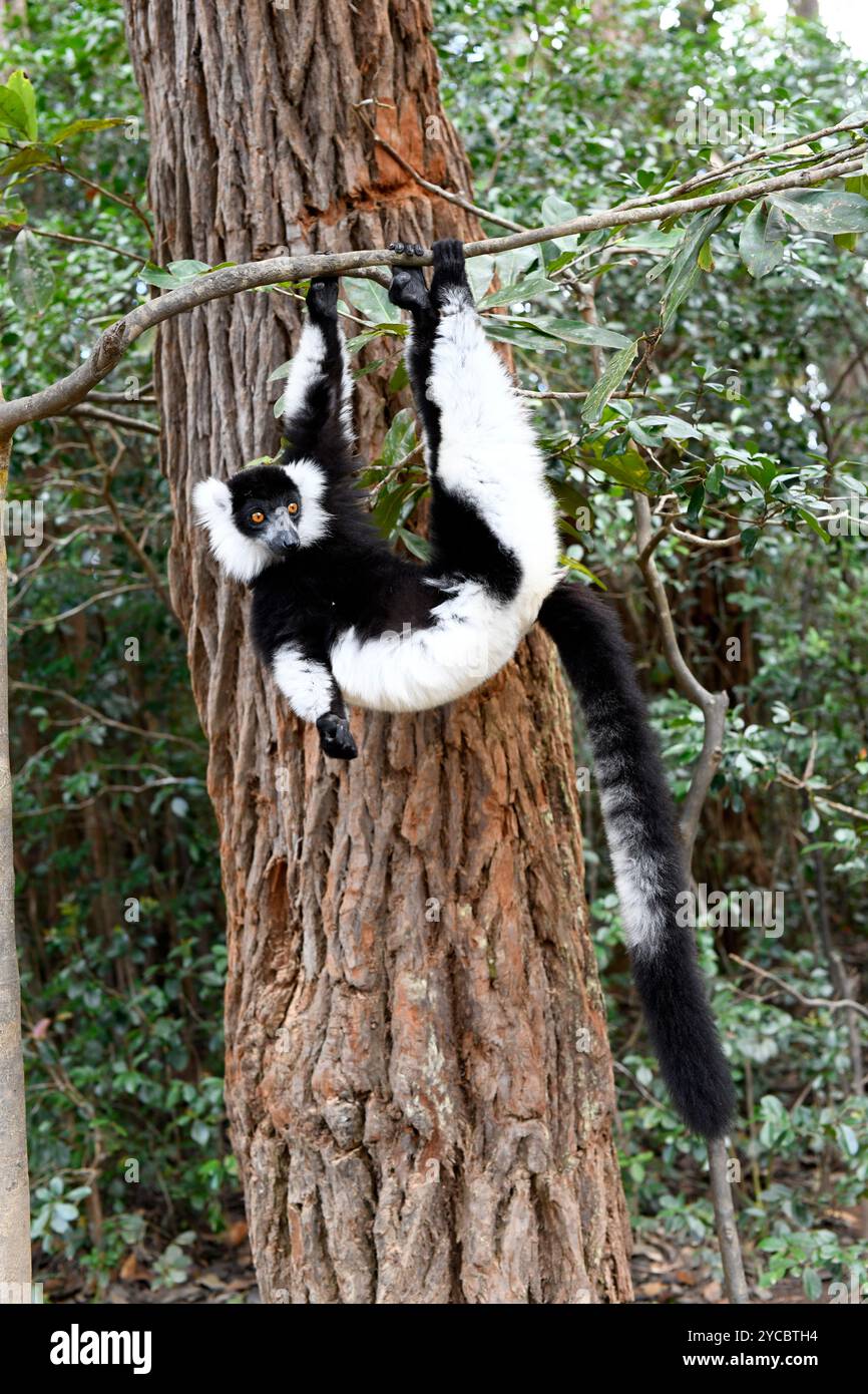 Il lemure ruffato bianco e nero (Varecia variegata) è un lemure endemico delle foreste pluviali del Madagascar orientale. Questa foto è stata scattata a Vakona F. Foto Stock