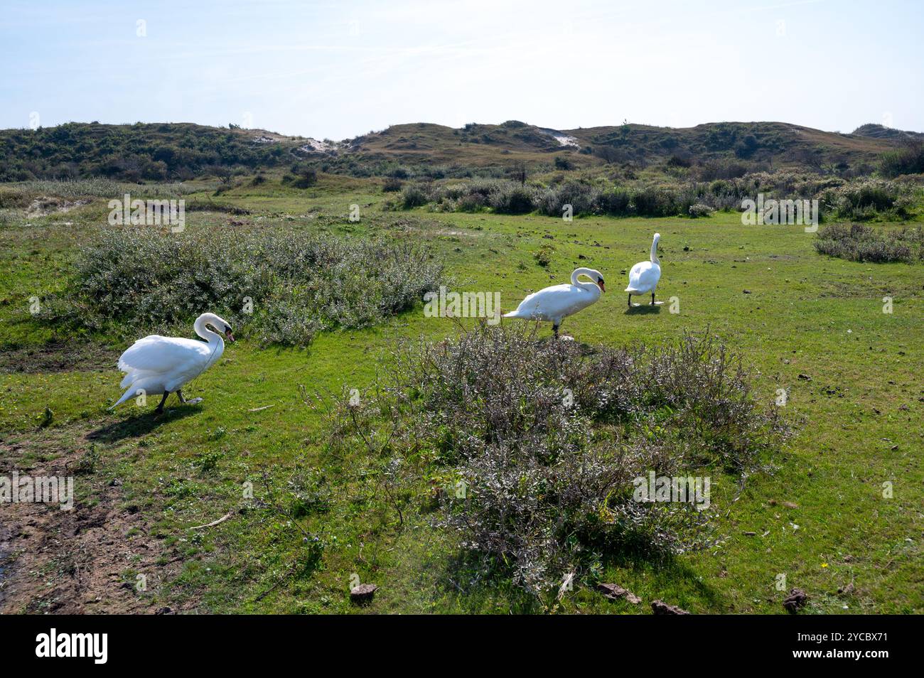 Cigni ( Cygnus ) in un paesaggio di dune in una riserva naturale vicino a Egmond aan Zee nei Paesi Bassi Foto Stock