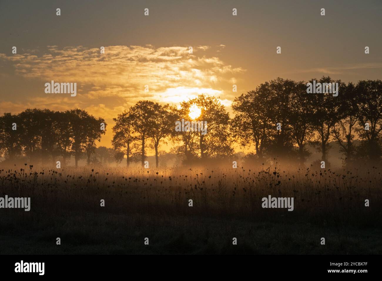 Alba su un campo fiorito in autunno; sagome di fiori nella bassa nebbia Foto Stock