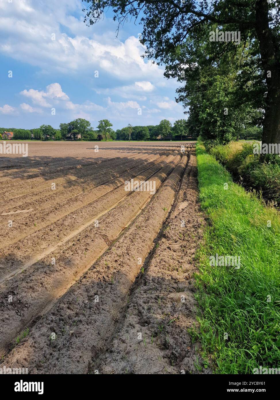 Paesaggio agricolo con campo di potato nella parte orientale della provincia olandese del Brabante settentrionale Foto Stock