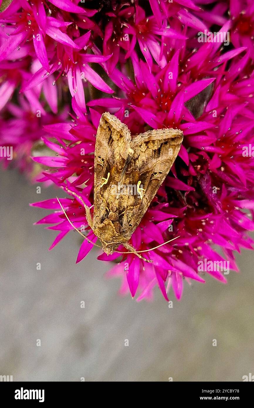 Moth Silver Y (Autographa gamma) sui fiori di Sedum Foto Stock