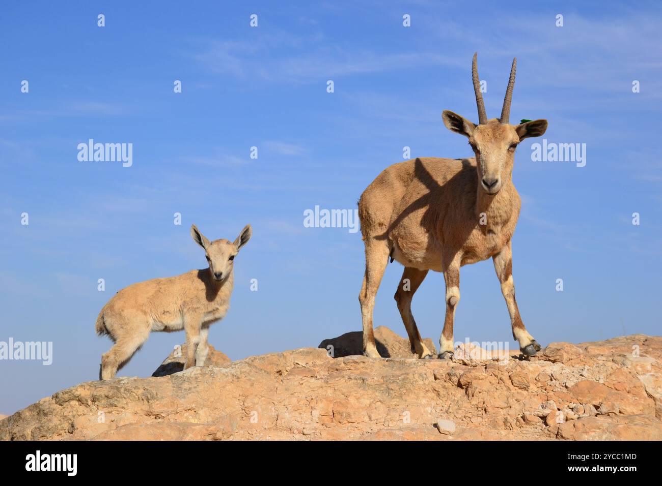 Famiglia di stambecchi nubiani circondata da rocce e cielo limpido a Mitspe Ramon, Israele Foto Stock
