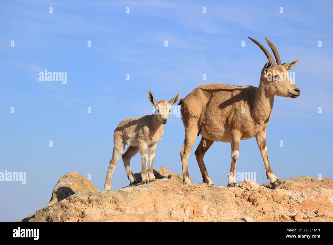 Famiglia di stambecchi nubiani circondata da rocce e cielo limpido a Mitspe Ramon, Israele Foto Stock