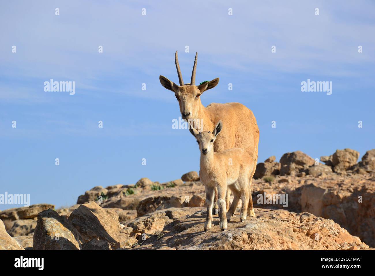 Famiglia di stambecchi nubiani circondata da rocce e cielo limpido a Mitspe Ramon, Israele Foto Stock
