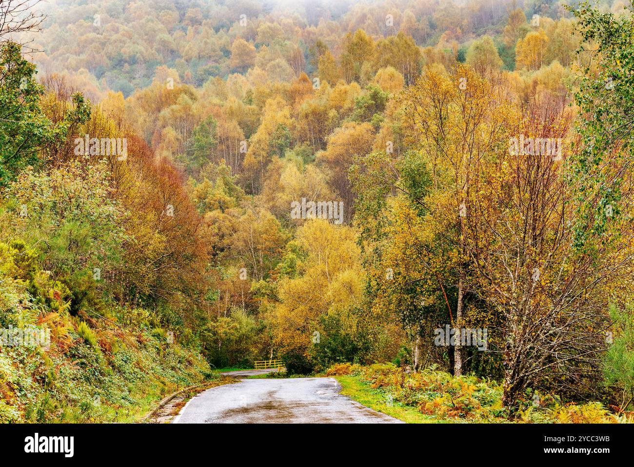 La strada LE-4211 attraversa foreste decidue attraverso la regione di Los Ancares. La contea di Los Ancares si trova nella regione di El Bierzo all'interno del Foto Stock