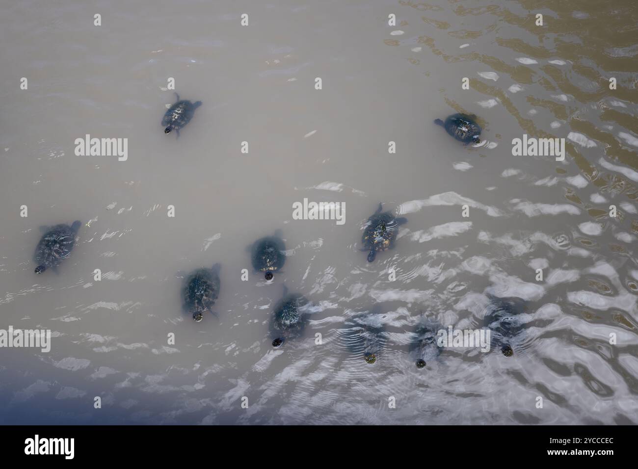 Le piccole tartarughe nuotano nell'Oyster Creek nel parco Oyster Creek a Sugar Land, Texas. Foto Stock