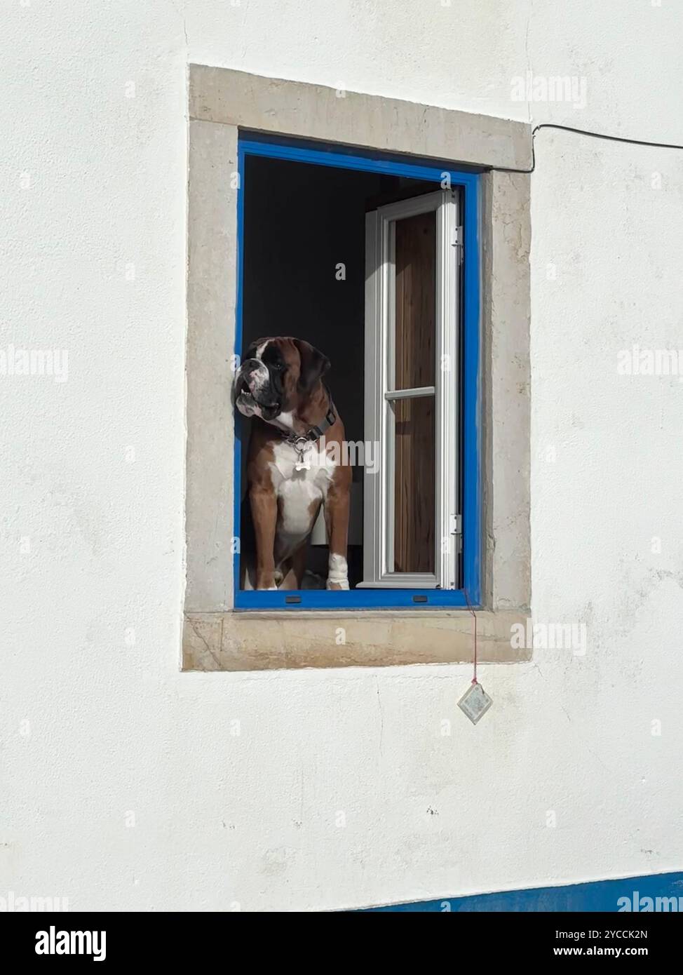Cane in finestra - Immagine stock catturata con smartphone