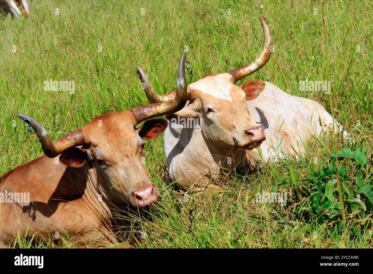 Bestiame longhorn del Texas che pascolano sui pascoli. In un ranch sul lato opposto della costa del Brasile Foto Stock