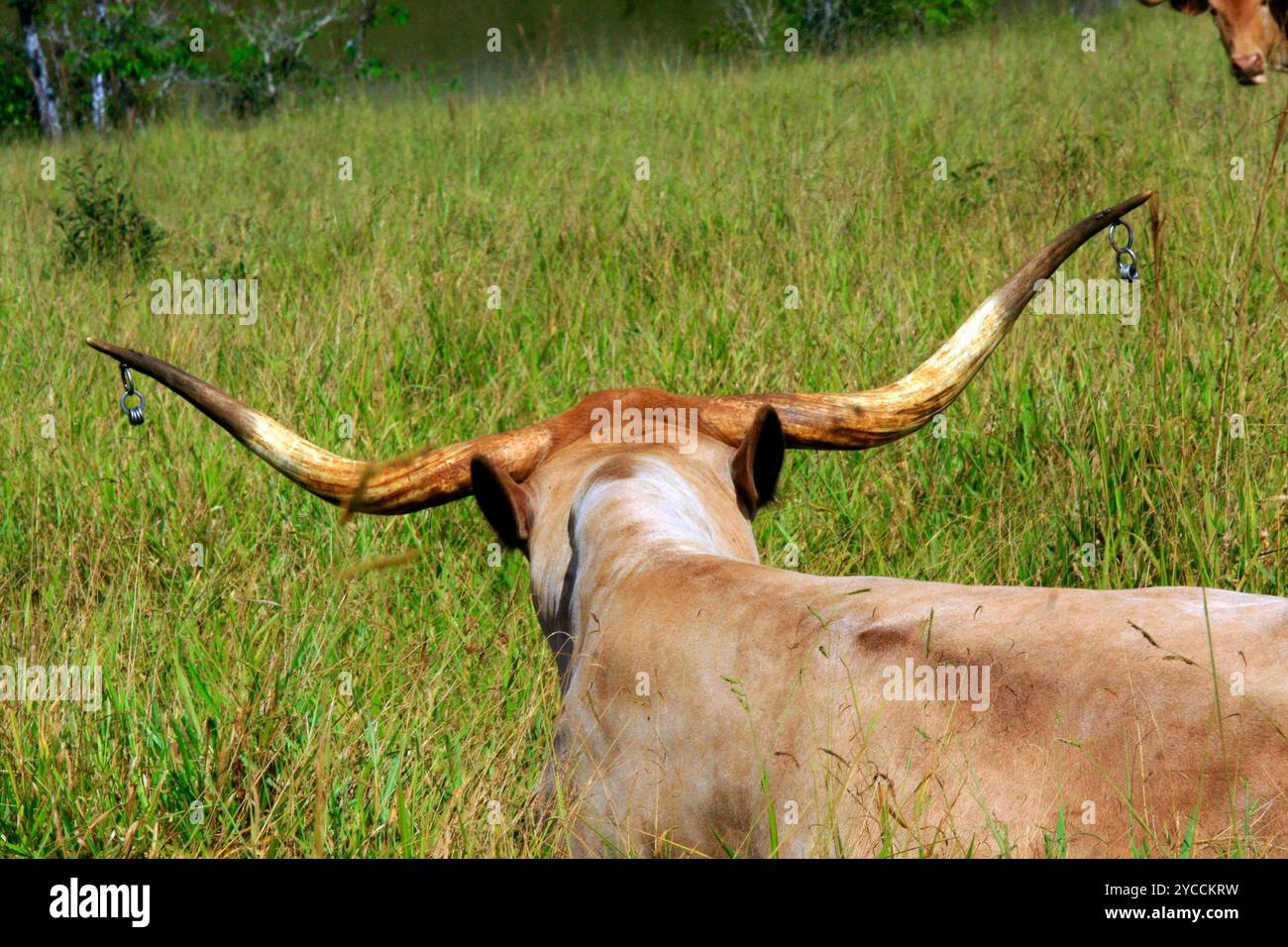 Bestiame longhorn del Texas che pascolano sui pascoli. In un ranch sul lato opposto della costa del Brasile Foto Stock