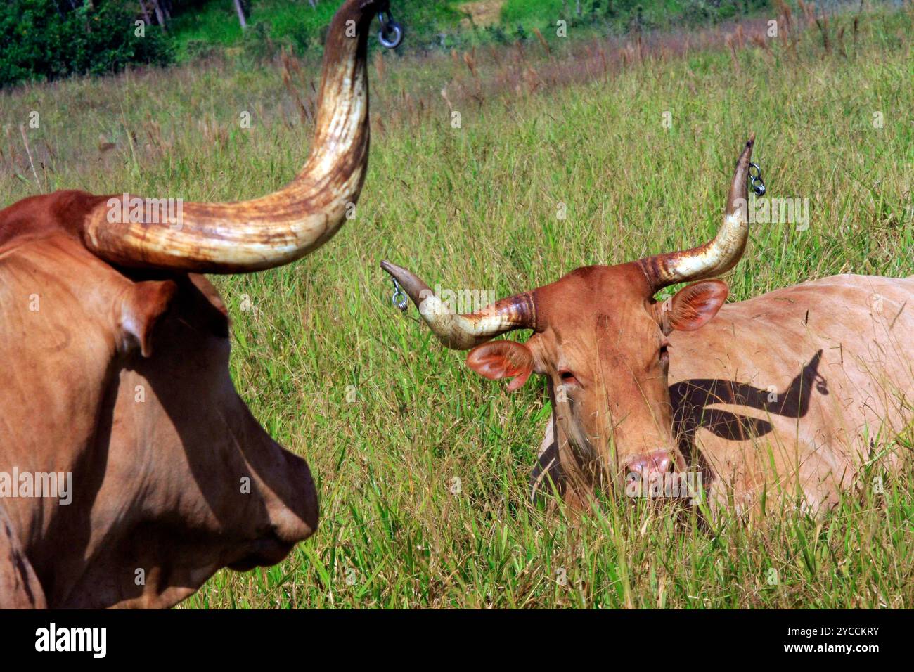 Bestiame longhorn del Texas che pascolano sui pascoli. In un ranch sul lato opposto della costa del Brasile Foto Stock