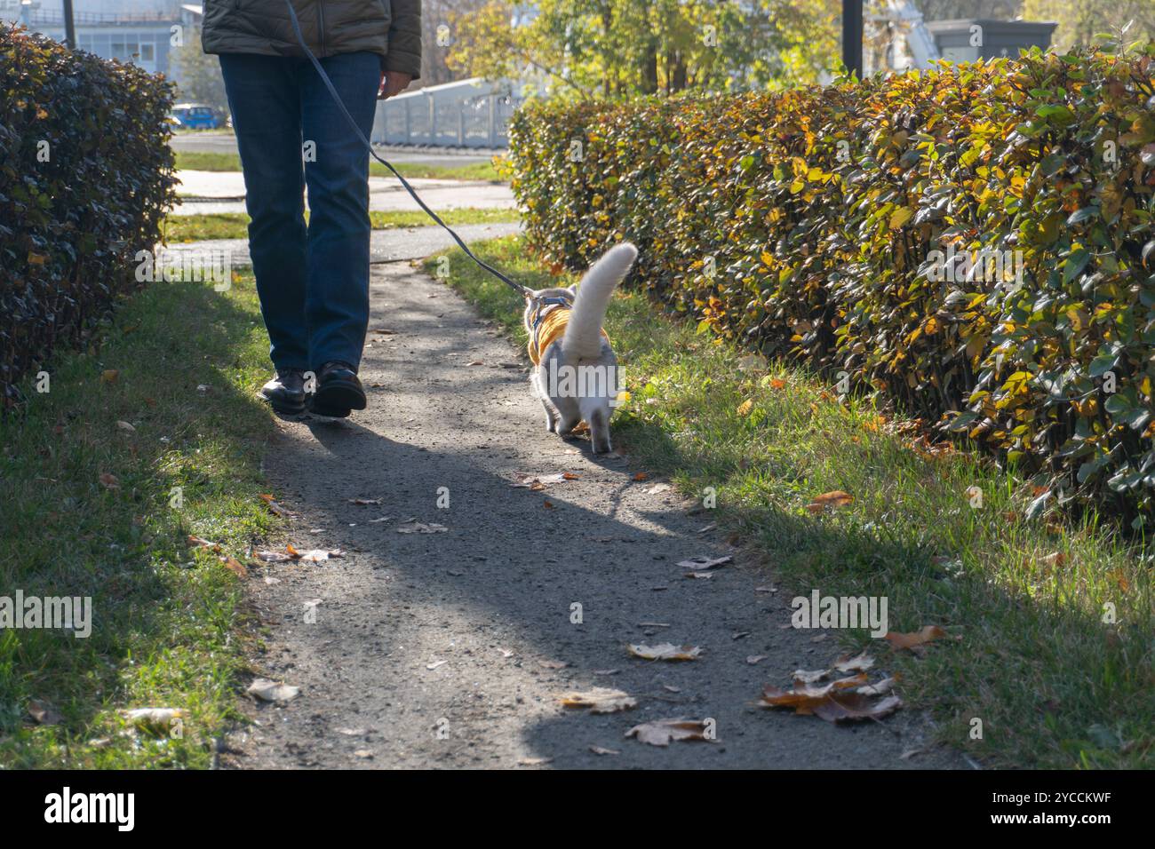 Passeggiata autunnale con un cane su un sentiero alberato Foto Stock