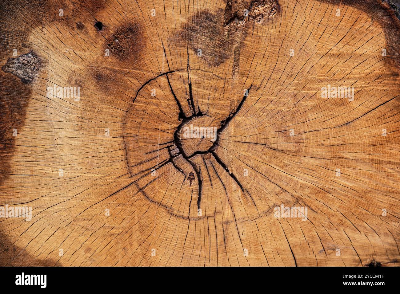 Trama del centro di un tronco di albero tagliato Foto Stock