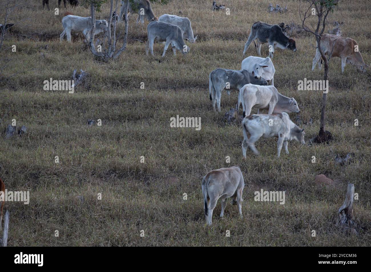 Bovini destinati alla produzione di carni bovine su pascolo nello Stato di São Paulo, Brasile Foto Stock