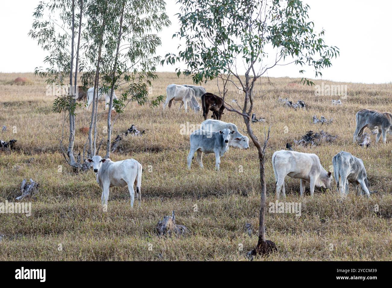 Bovini destinati alla produzione di carni bovine su pascolo nello Stato di São Paulo, Brasile Foto Stock