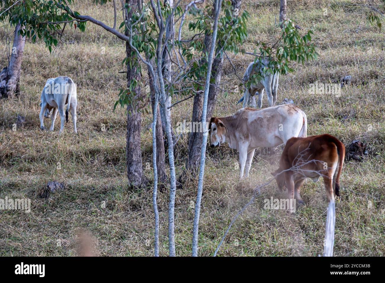 Bovini destinati alla produzione di carni bovine su pascolo nello Stato di São Paulo, Brasile Foto Stock