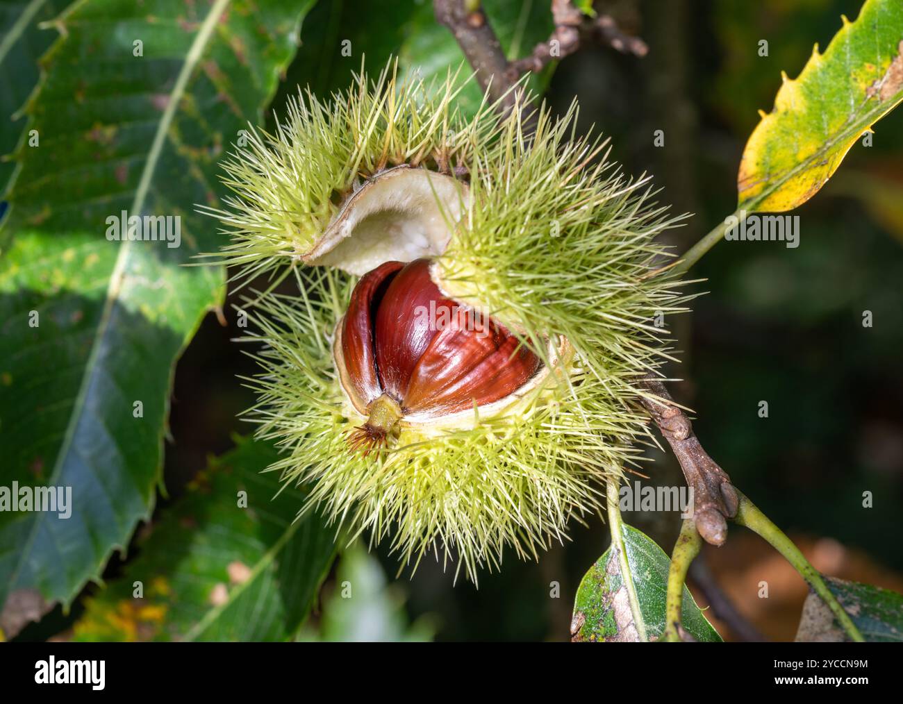 Castagno marrone nel suo guscio verde Foto Stock