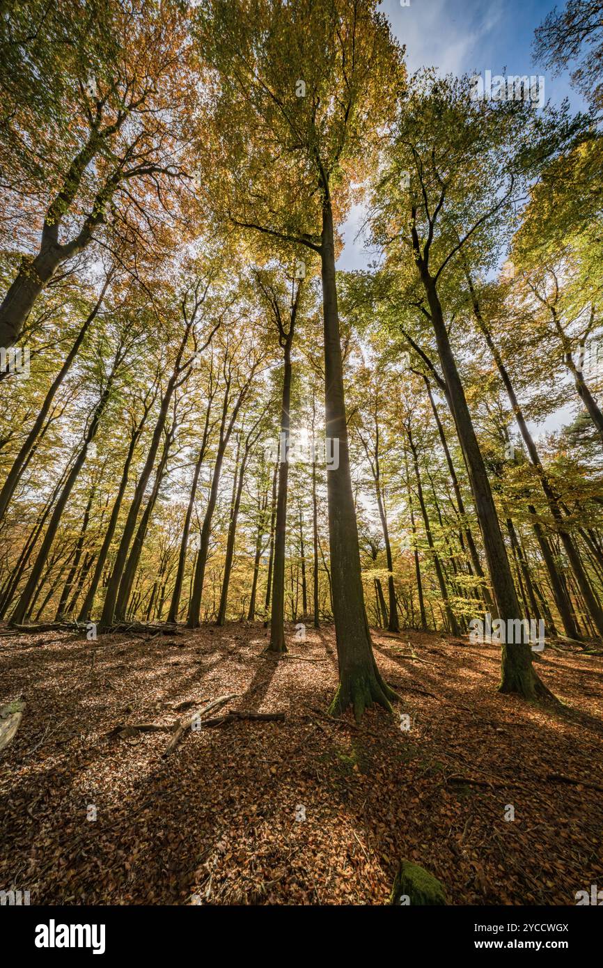 Scopri la splendida bellezza di una foresta autunnale con alberi maestosi e la luce del sole dorata che filtra attraverso Foto Stock