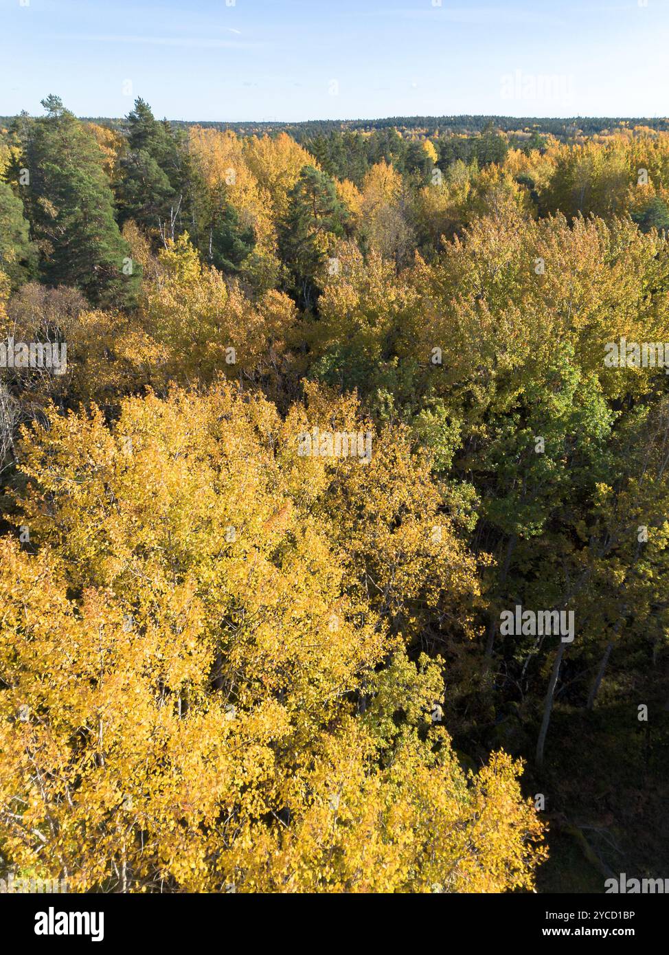 Vista aerea delle cime degli alberi di aspen con foglie gialle e lussureggiante fogliame autunnale nelle giornate di sole autunnali Foto Stock